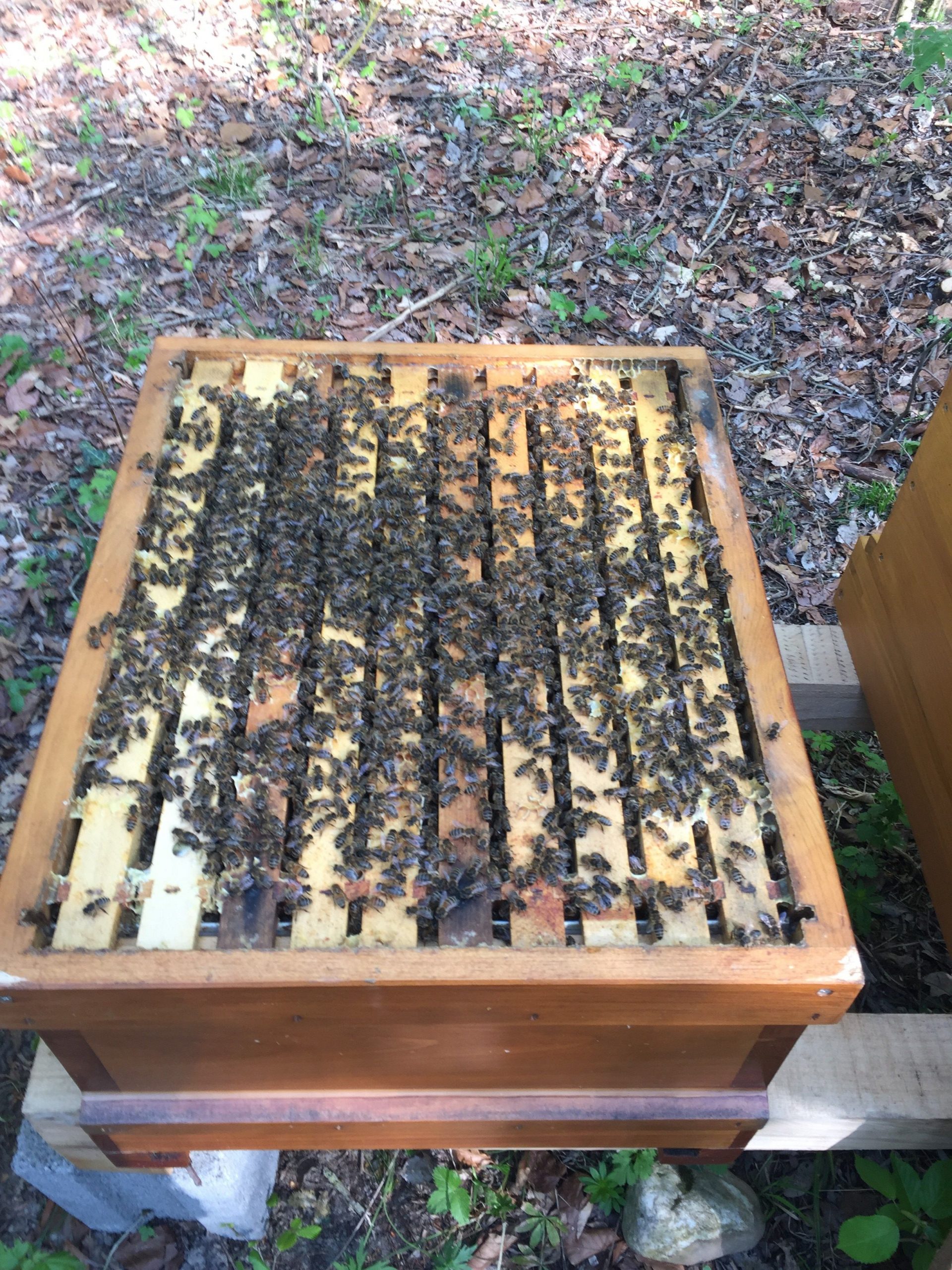 Bienen